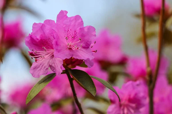 Hermoso Rhododendron Rosa Jardín Enfoque Selectivo —  Fotos de Stock