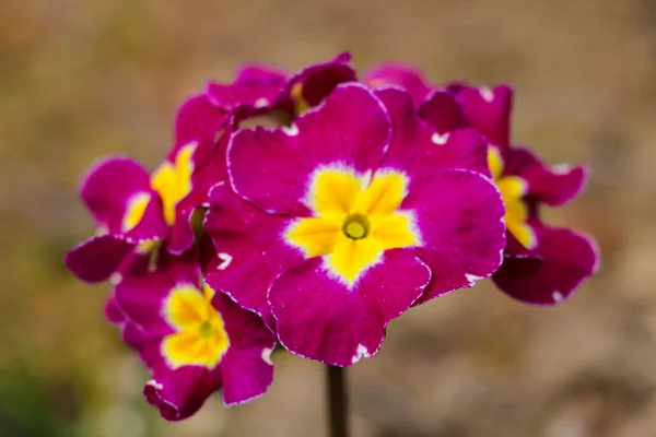 Primrosorna Blommar Våren Selektiv Inriktning — Stockfoto