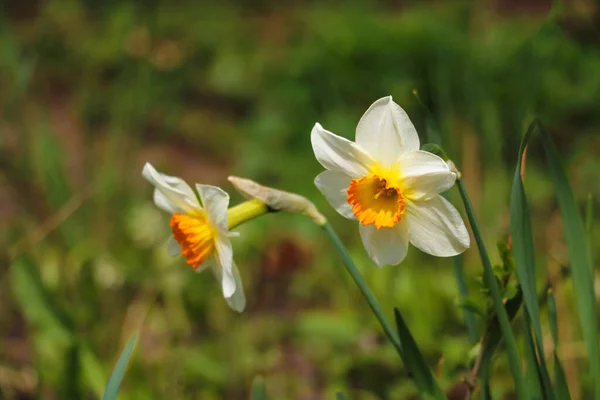 Biały Żonkil Wiosenny Kwiat Parku Lub Ogrodzie — Zdjęcie stockowe