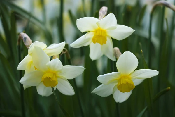 Flor Amarela Daffodil Perto Conhecida Como Narcissus Rupicola Dufour Foco — Fotografia de Stock