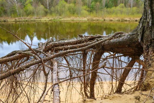 Die Wurzeln Des Baumes Ragen Aus Dem Boden Der Fluss — Stockfoto