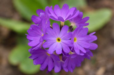 Primula glomerata ya da baget primula, Primulaceae familyasının çiçek açan bitkisi, seçici odak noktası.