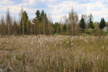 Genç ve güzel bir bataklık manzarası. Aşırı nem ve higrofili yaşam alanı örtüsüyle karakterize edilmiş bir arazi. Seçici odak