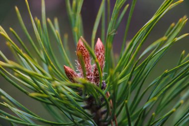 Genç kozalaklar ormanda bir çam dalında, seçici bir odak noktası.