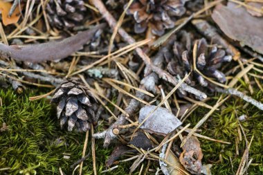 Çimenlerde küçük bir tümsek var ve yapraklar. Seçici odak