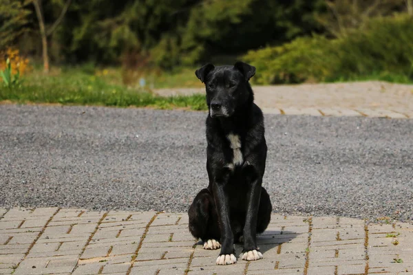 Perro Negro Sin Hogar Está Pavimento Enfoque Selectivo —  Fotos de Stock