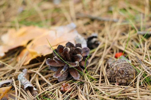 Pequeño Bulto Encuentra Hierba Las Hojas Enfoque Selectivo — Foto de Stock