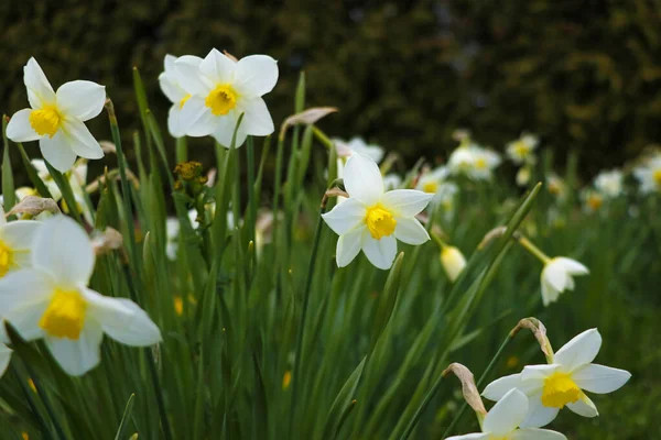 Bílé Květy Narcisu Zahradě Selektivní Zaměření — Stock fotografie
