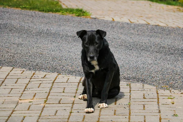 Bezdomny Czarny Pies Leży Chodnikach Skupienie Selektywne — Zdjęcie stockowe