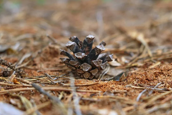 Piccolo Bernoccolo Giace Nell Erba Focus Selettivo — Foto Stock