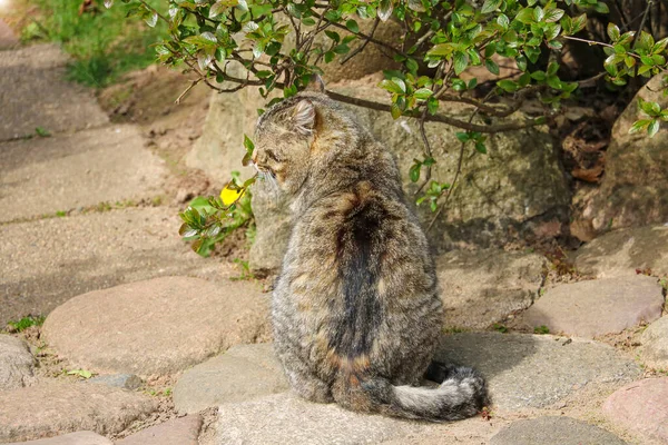 Gato Cinzento Aquecendo Sol Foco Seletivo — Fotografia de Stock