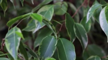 Ficus 'un taze yeşil yaprakları. Ev bitkisi bakım konsepti. Doğa.