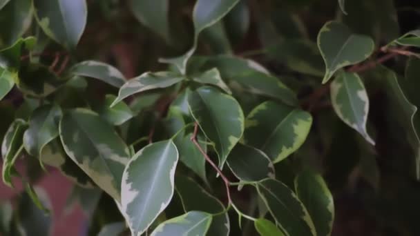 Färska Gröna Blad Fikus Trädgårds Och Hemförbättringskoncept Selektivt Fokus Närbild — Stockvideo