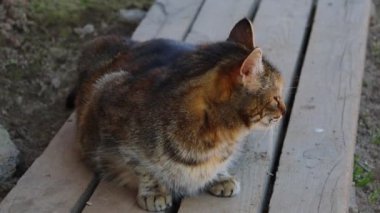 Şehir parkında ahşap bir bankta oturan kedi. Esne ve sonra diğer tarafa bak..