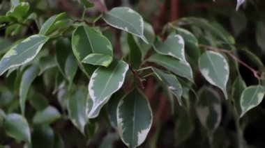 Ficus 'un taze yeşil yaprakları. Ev bitkisi bakım konsepti. Doğa.