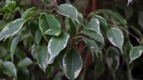 Folhas verdes frescas de ficus. Conceito de cuidados domésticos. Natureza . — Vídeo de Stock