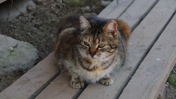 Kedi bir bankta oturur ve dikkatlice bakar. Periyodik olarak kulakları karıştırıyor. Evcil hayvan konsepti. — Stok video