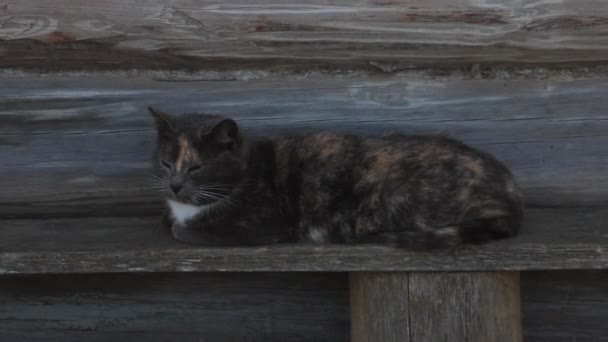 Kedi bir bankta oturur ve dikkatlice bakar. Periyodik olarak kulakları karıştırıyor. Evcil hayvan konsepti. — Stok video
