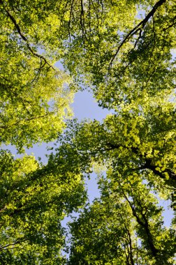 ormandaki ağaçların