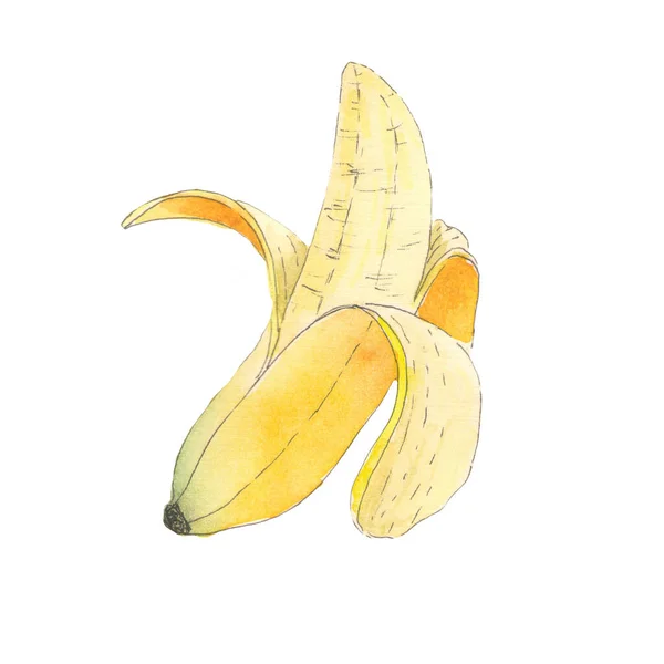 Szkic bananowy z akwarelą. Tropikalna ilustracja na białym tle — Zdjęcie stockowe