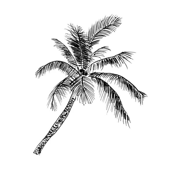 Schizzo monocromatico di sagome di palma, illustrazione tropicale su sfondo bianco — Foto Stock