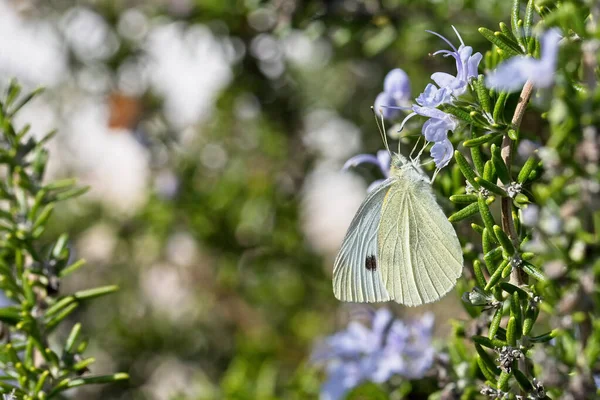 Kelebek küçük lahana beyazı Pieris rapae, küçük ve orta büyüklükte kelebek. Beyaz kelebek olarak da bilinir..