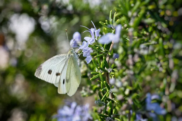 Kelebek küçük lahana beyazı Pieris rapae, küçük ve orta büyüklükte kelebek. Beyaz kelebek olarak da bilinir..