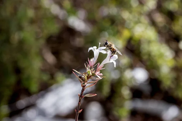 Eristalis büyük bir uçan sinek cinsi, Syrphidae familyası.