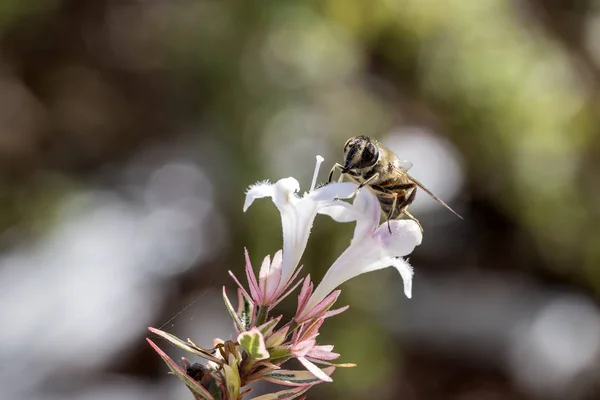 Eristalis ist eine große Schwebfliegengattung, Familie syrphidae in einem Garten — Stockfoto