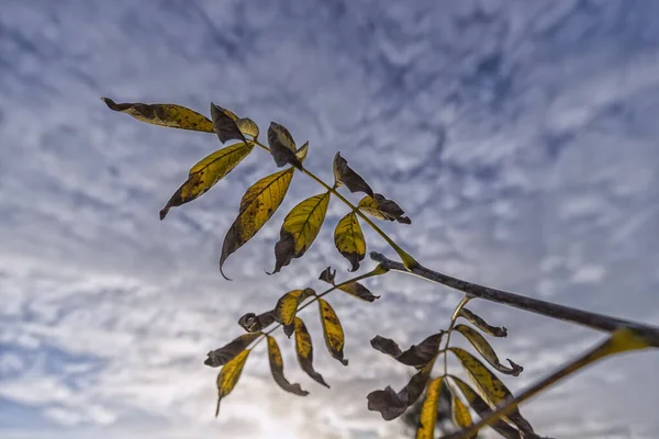 Bulutlu bir arkaplanda sonbahar yaprakları