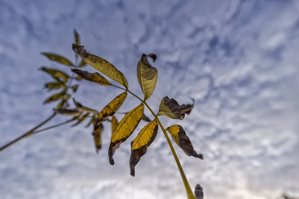 Bulutlu bir arkaplanda sonbahar yaprakları