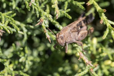 Geniş Yeşil Kanatlı Çekirge (Aiolopus strepens)