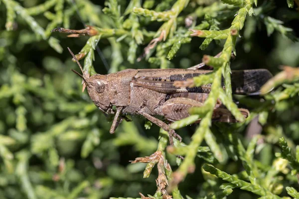 메뚜기 Iaiolopus Strepens — 스톡 사진