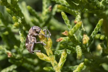 Pantomorus cervinus Fuller 'ın gül böceği sedir dalında kapalı makro, bulanık arkaplan