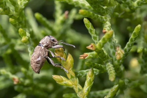 Pantomorus cervinus Fuller 'ın gül böceği sedir dalında kapalı makro, bulanık arkaplan