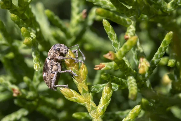 Pantomorus cervinus Fuller 'ın gül böceği sedir dalında kapalı makro, bulanık arkaplan