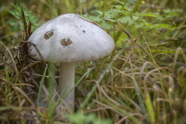 Volvopluteus gloiocephalus mantarı.
