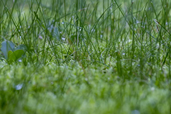 Su Damlaları ile Yeşil Çimen Makro Arkaplanı