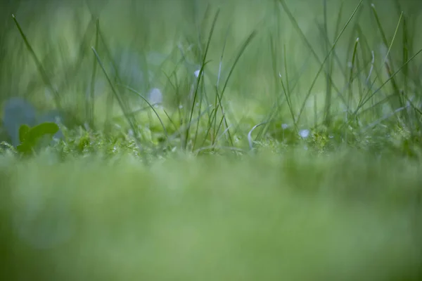 Su Damlaları ile Yeşil Çimen Makro Arkaplanı