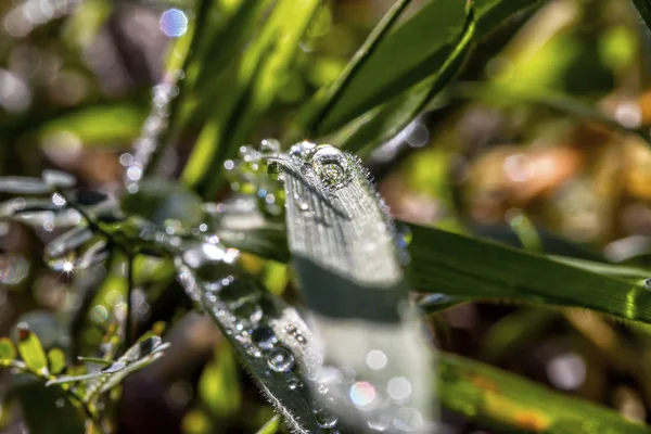 Su taze yeşil yaprağın üzerine düşer.