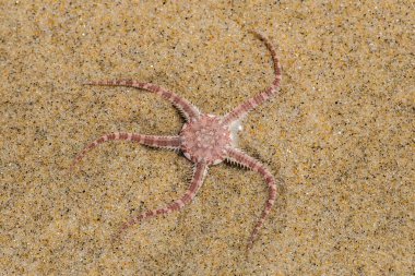 Ophioderma longicauda Yılan, kumsaldaki kırılgan yıldız.
