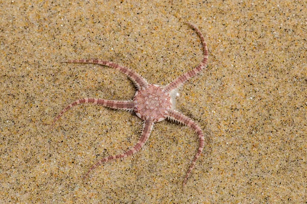 Ophioderma longicauda Yılan, kumsaldaki kırılgan yıldız.