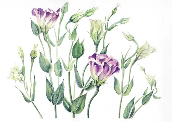 Eustoma suluboya sulak