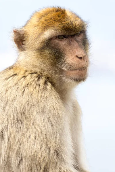 Barbary Macaque monkey in Gibraltar