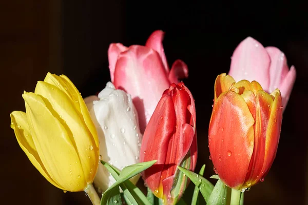 Belles fleurs fraîches de printemps. Variété de tulipes tulipes dans un fond sombre — Photo
