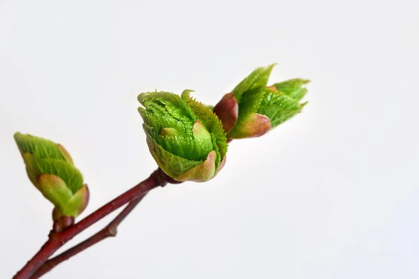 爆炸椴树芽 — 图库照片