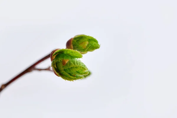 爆発的なリンデンの木芽 — ストック写真
