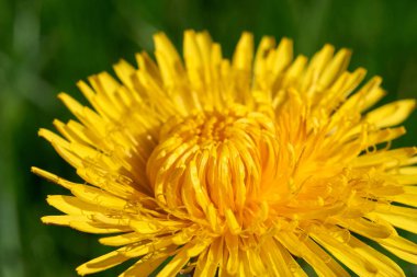 Yellow common dandelion blossom