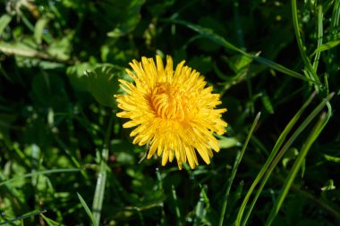 Yellow common dandelion blossom