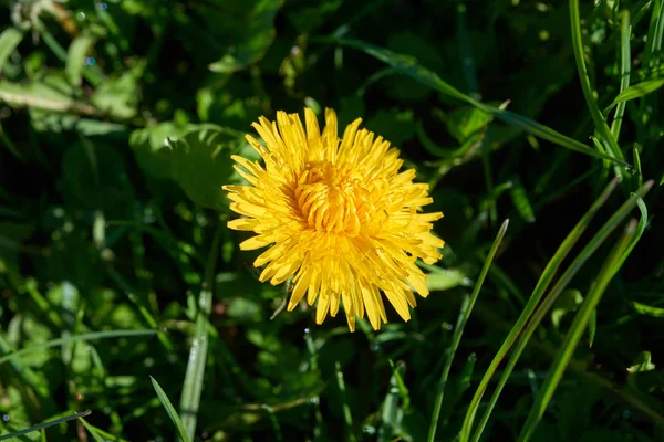 Fleur de pissenlit commune jaune — Photo